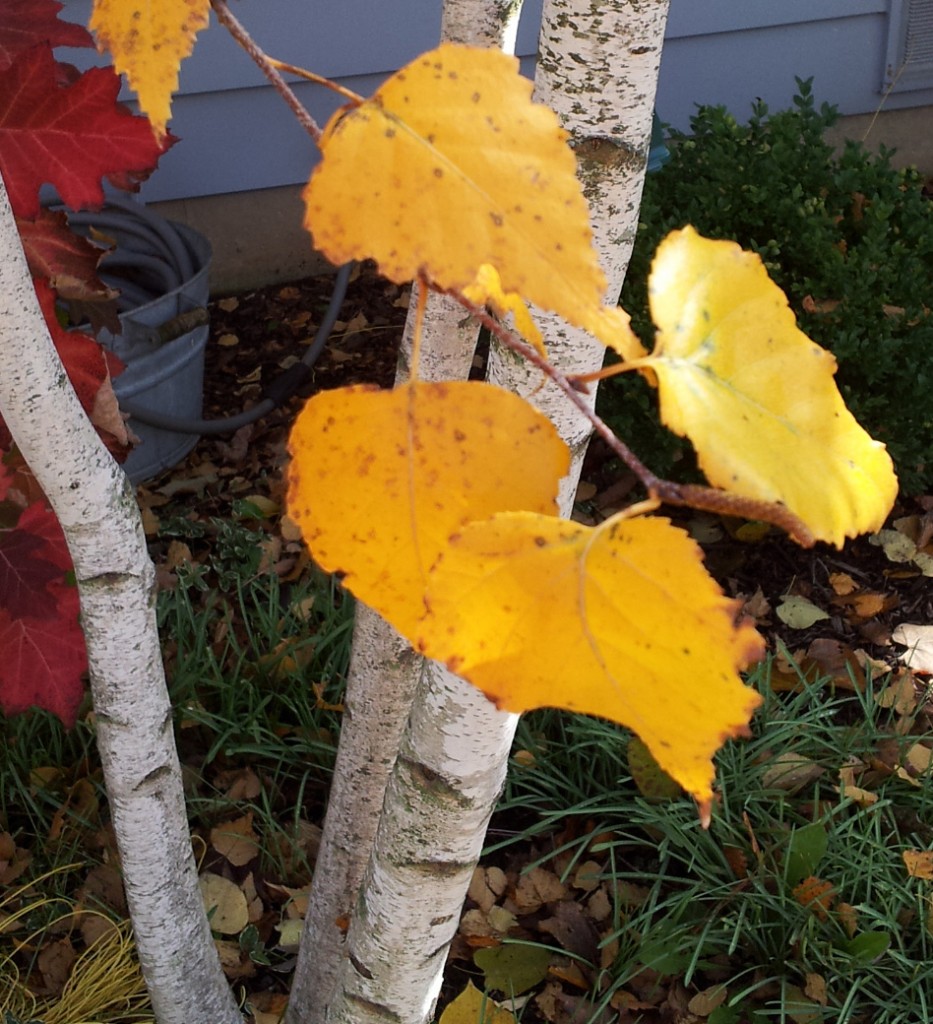 Plants for fall color - Betula 'Whitespire'