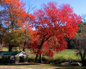 Plants for fall color - Acer rubrum
