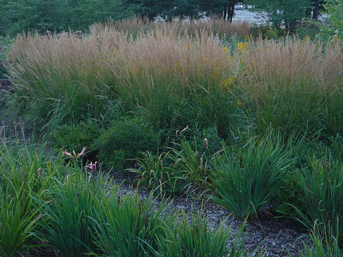 Landscapers favorite perennial grass is Karl Foerster