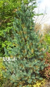 Architectural Plants Vanderwolf's limber pine