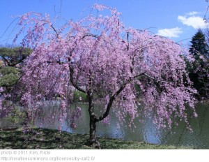 Architectural Plants Weeping cherry over pond