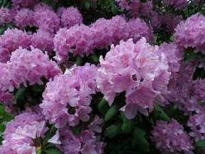 Rhododendron shrub flower