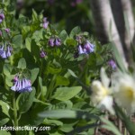 Virginia Bluebells and Ice Follies Daffodils
