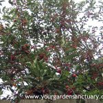 North Star Cherry Fruit on Tree