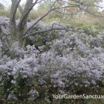 Blue Wood Aster Symphyotrichum cordifolium